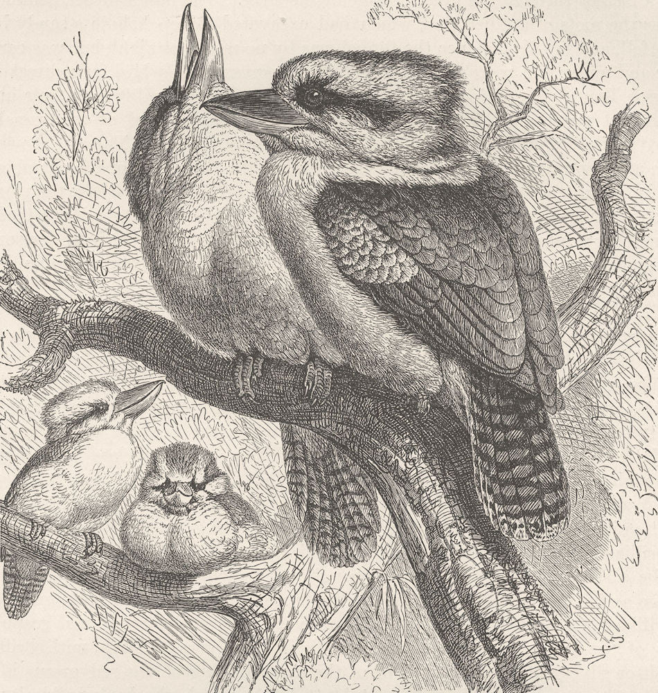 BIRDS. Laughing kingfisher 1895 old antique vintage print picture